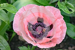 Oriental poppy, Papaver orientale Prinzessin Viktoria Louise, pink flower with bees